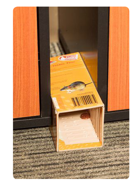 Controz Rodent Glueboard